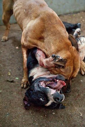 Dogfighting Photos - Unconditional Love Foundation